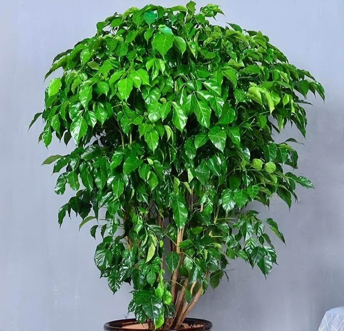 家里养什么花最好（盘点六种适合家养的花卉）